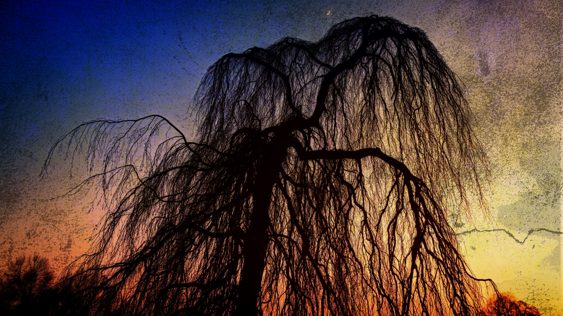 Willow Tree