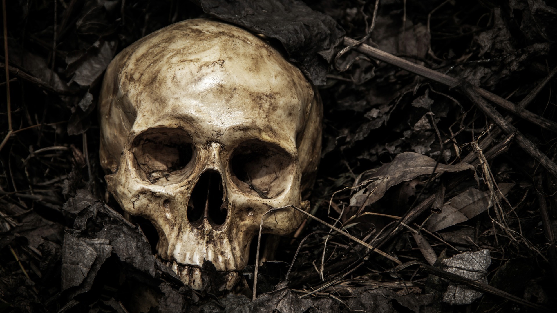 A photo of skull sitting amid roots and dark soil.